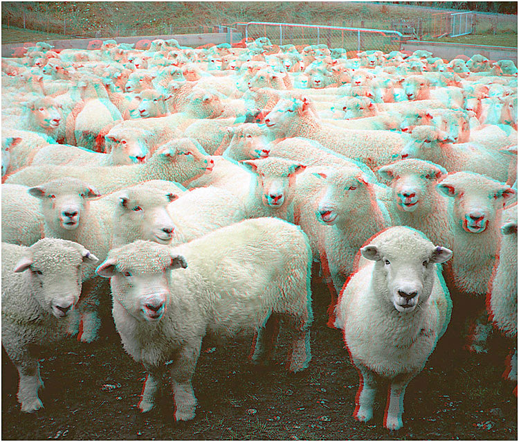 Romney Sheep. Catlins, South Island New Zealand. 3-D Photography by Marc Dawson.