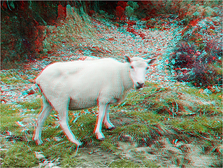 Sheep on the Mount Maunganui track.